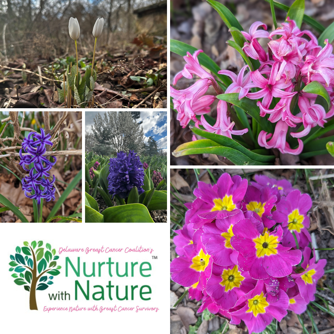 Nurture with Nature Photo Challenge Daffodils Delaware Breast Cancer