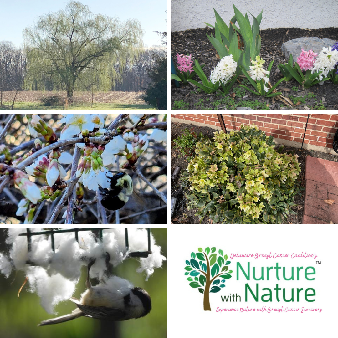 Nurture with Nature Photo Challenge Daffodils Delaware Breast Cancer