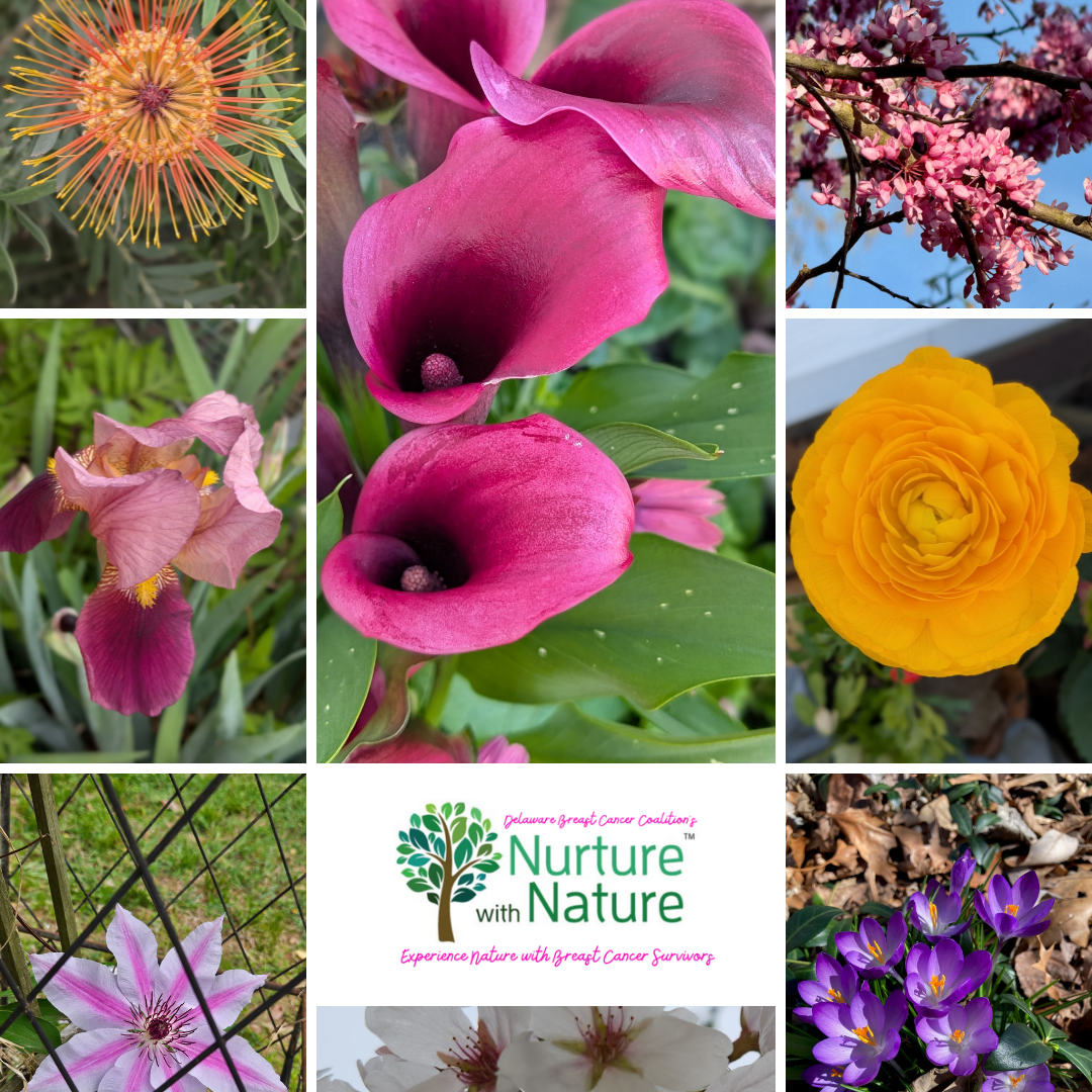 April spring flowers (5)